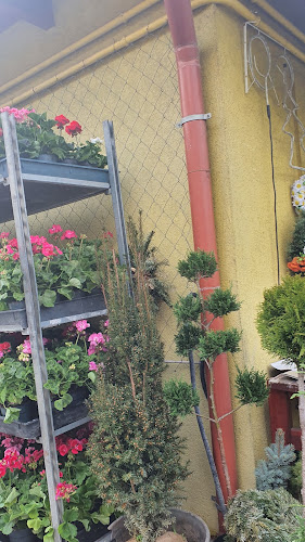 Biatorbágyi Virágbolt és Kertészeti Áruda