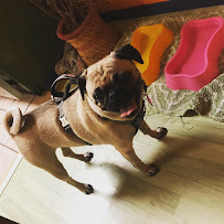 Dog Hotel, Cat Hotel Pet Resort FDG - Photo 8 - Car repair in Studio City, CA, Los Angeles