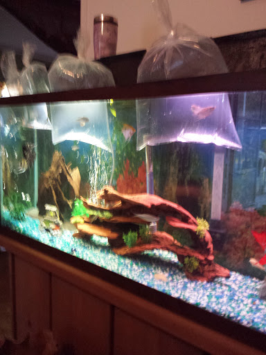Pet Store «Exotic Fish», reviews and photos, 406 Northside Dr # F, Valdosta, GA 31602, USA