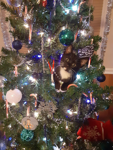 Shopping Mall «Blue Ridge Mall», reviews and photos, 1800 Four Seasons Blvd # 5, Hendersonville, NC 28792, USA