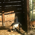 Photo n°23 de l'avis de vincent.e fait le 05/09/2018 à 10:59 sur le  Filici di Paolino Scibetta à Cammarata