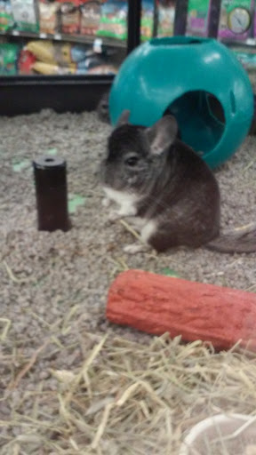 Pet Supply Store «Petco Animal Supplies», reviews and photos, 717 SE Geary St #101, Albany, OR 97321, USA