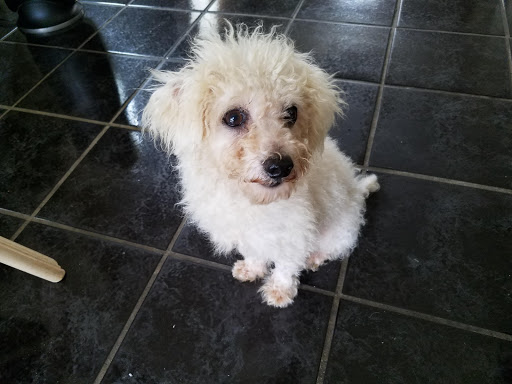 Pet Store «Pet Supermarket, Inc.», reviews and photos, 1938 FL-44 #40, New Smyrna Beach, FL 32168, USA