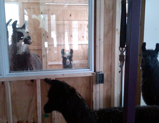 Farm «Dakota Ridge Farm», reviews and photos, 189 E High St, Ballston Spa, NY 12020, USA