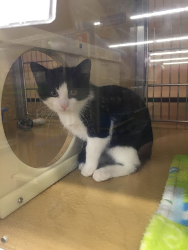 Pet Supply Store «Petco Animal Supplies», reviews and photos, 300 Hylan Dr, Rochester, NY 14623, USA