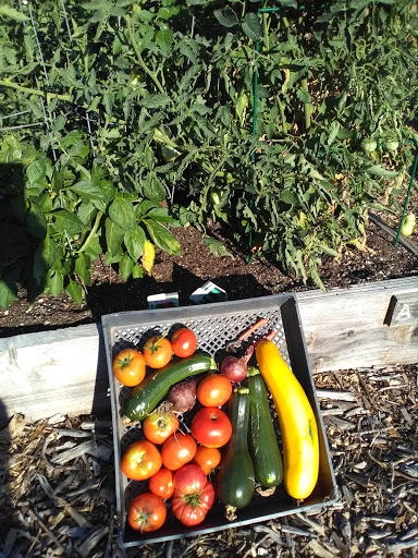 Elk Grove Community Garden