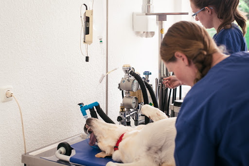 Veterinary practice Johanna Reinhardt unter Plate, 