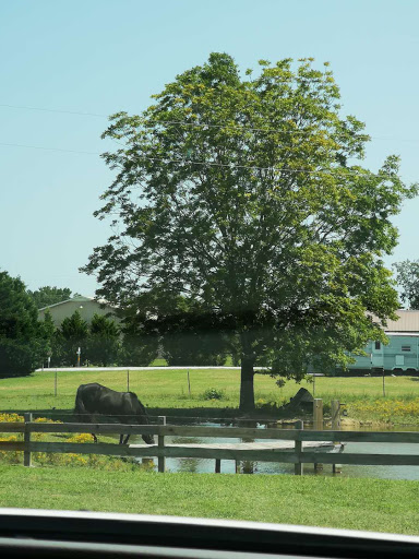 Tourist Attraction «Amish Heritage Farm», reviews and photos, 1016 Brewer Rd, Ethridge, TN 38456, USA