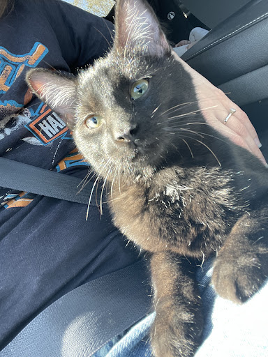 Animal Shelter «The Humane Society of Greater Kansas City», reviews and photos