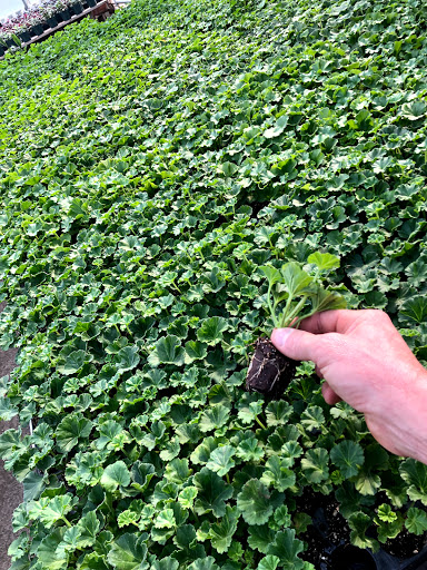 Florist «The Garden», reviews and photos, 155 Main St N, Woodbury, CT 06798, USA