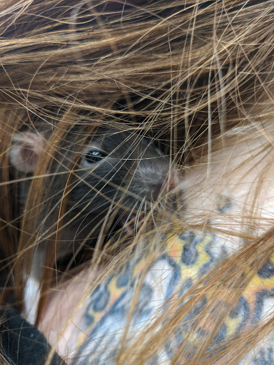 Pet Store «Feeders Supply», reviews and photos, 229 E Lewis and Clark Pkwy, Clarksville, IN 47129, USA