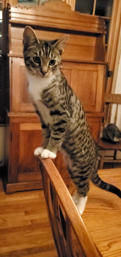 Pet Supply Store «Pet Supplies Plus», reviews and photos, 100 Mall Dr, Steubenville, OH 43952, USA