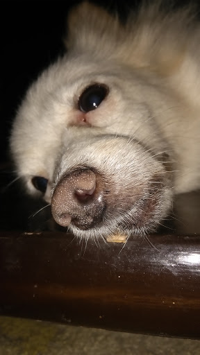 Pet Store «Pets Plus», reviews and photos, 5054 Old Taylor Mill Rd, Taylor Mill, KY 41015, USA