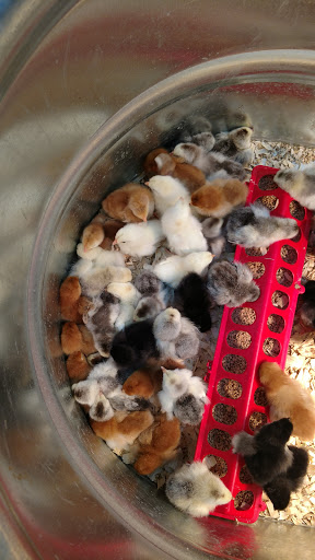 Department Store «Rural King», reviews and photos, 230 Central Pkwy, Heath, OH 43056, USA