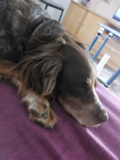 Peluqueria Canina Roberto Soriano en Cheste