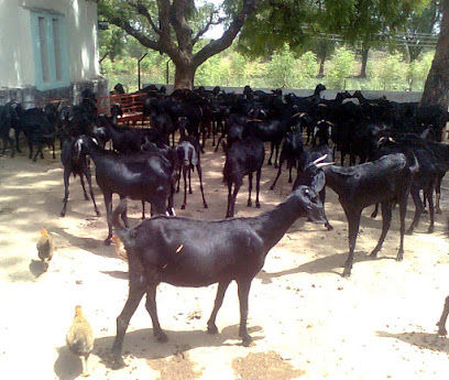 Goat Farming and Pig Farming (New Jyoti Foundation)