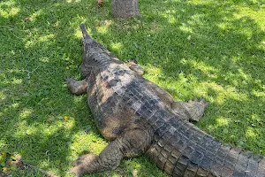 Alligator Adventure image