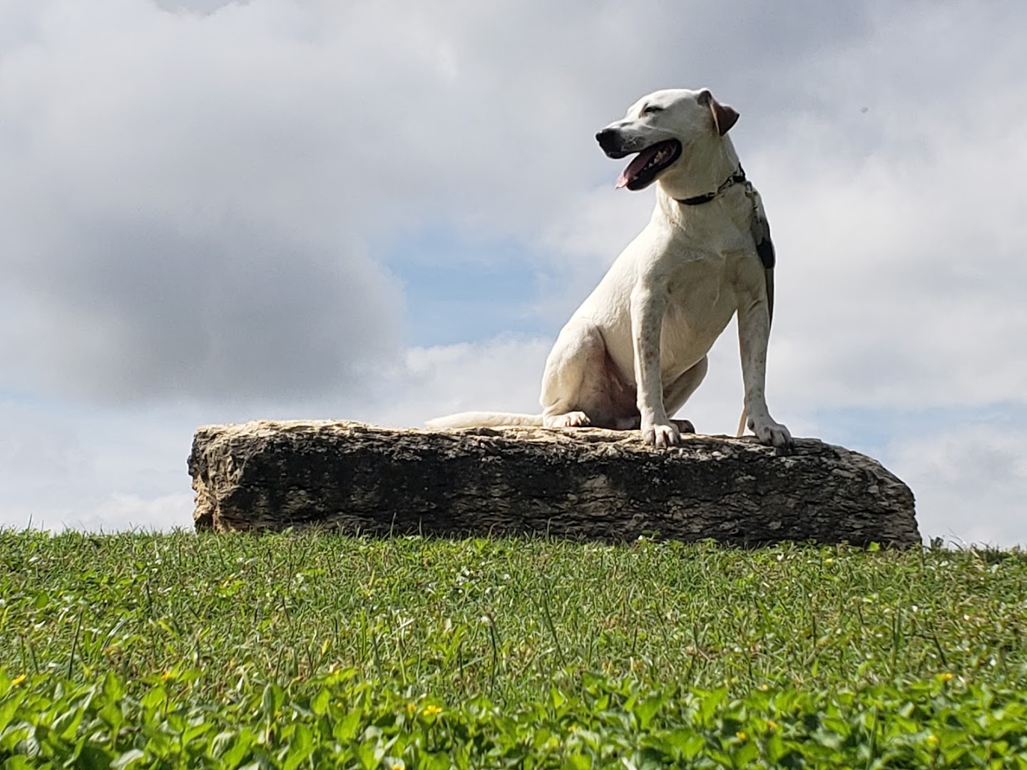 Furry heroes dog training