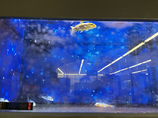 Pet Supply Store «Pet Supplies Plus», reviews and photos, 1268 N Eisenhower Dr, Beckley, WV 25801, USA