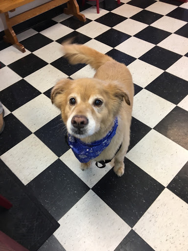 Pet Groomer «A Klassy Lassie, LLC», reviews and photos, 30 Old Jackson Rd, McDonough, GA 30252, USA