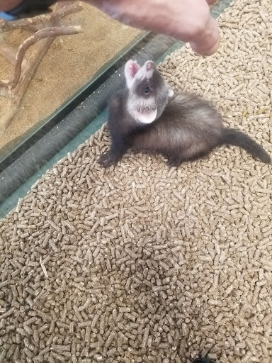 Pet Store «A Family Pet Center», reviews and photos, 6230 N Lockwood Ridge Rd, Sarasota, FL 34243, USA