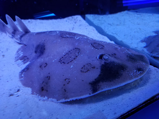 Pet Store «Tanks A Lot Aquariums», reviews and photos, 6680 Lantana Rd, Lake Worth, FL 33467, USA