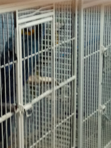 Pet Store «Paraiso De Aves», reviews and photos, 1836 W 47th St, Chicago, IL 60609, USA