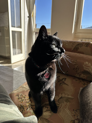 Pensioni per cani e dog hotel a Reperibilit H24 Associazione veterinari Monte Olimpino