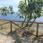 Photo n°18 de l'avis de Our.r fait le 02/05/2024 à 17:32 sur le  Trattoria da Gaetano à Gelso