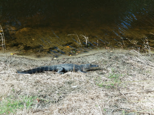 Golf Club «Shipyard Golf Club», reviews and photos, 45 Shipyard Dr, Hilton Head Island, SC 29928, USA