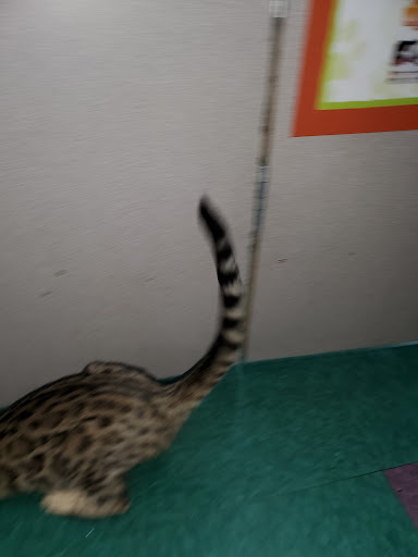 Pet Store «Petland Lewis Center», reviews and photos, 86 Meadow Park Ave, Lewis Center, OH 43035, USA