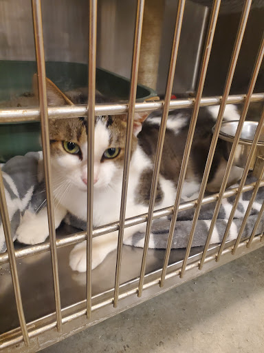 Pet Supply Store «PetSmart», reviews and photos, 2677 E Main St, Plainfield, IN 46168, USA