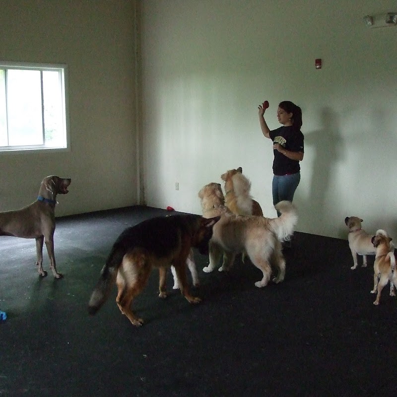 Pet Degree Dog Training Center