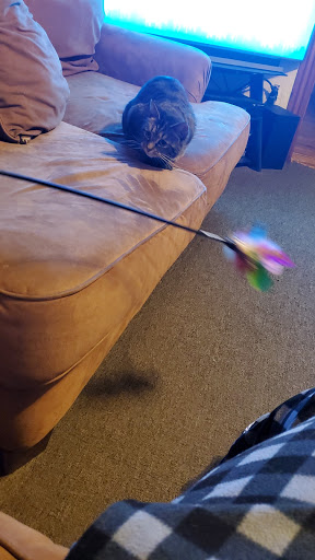 Pet Supply Store «Petco Animal Supplies», reviews and photos, 438 Southbridge St, Auburn, MA 01501, USA