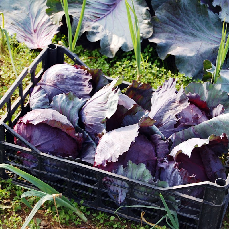 La Runa Società Agricola