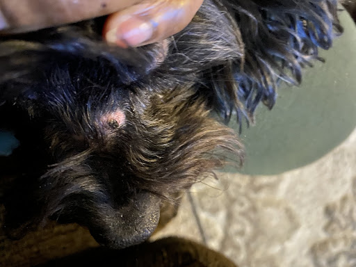 Pet Supply Store «Petco Animal Supplies», reviews and photos, 2250 Petrie Ln #518, Lanham, MD 20706, USA