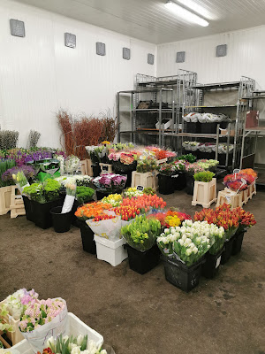 BH Fleurs et Plantes à Hyères