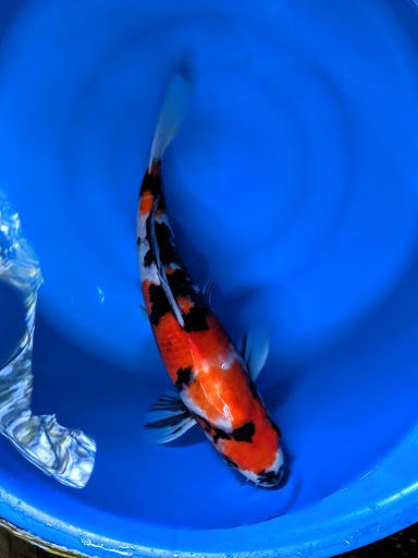 Barstow Koi Farm