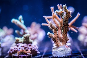 Fintastic Aquariums of Frederick - photo 28