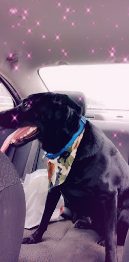 Pet Store «Paws & Tail Pantry», reviews and photos, 386 Main St, Rosendale, NY 12472, USA