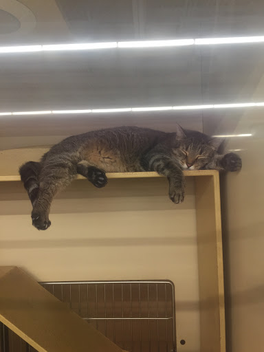 Pet Supply Store «Petco Animal Supplies», reviews and photos, 300 Hylan Dr, Rochester, NY 14623, USA