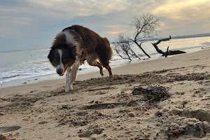 Somers Beach Dog Off Leash East Area image