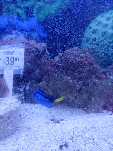 Pet Supply Store «Petco Animal Supplies», reviews and photos, 20825 I-30, Benton, AR 72015, USA