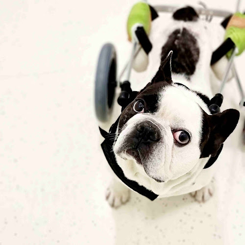 Centro Veterinário de Amarante