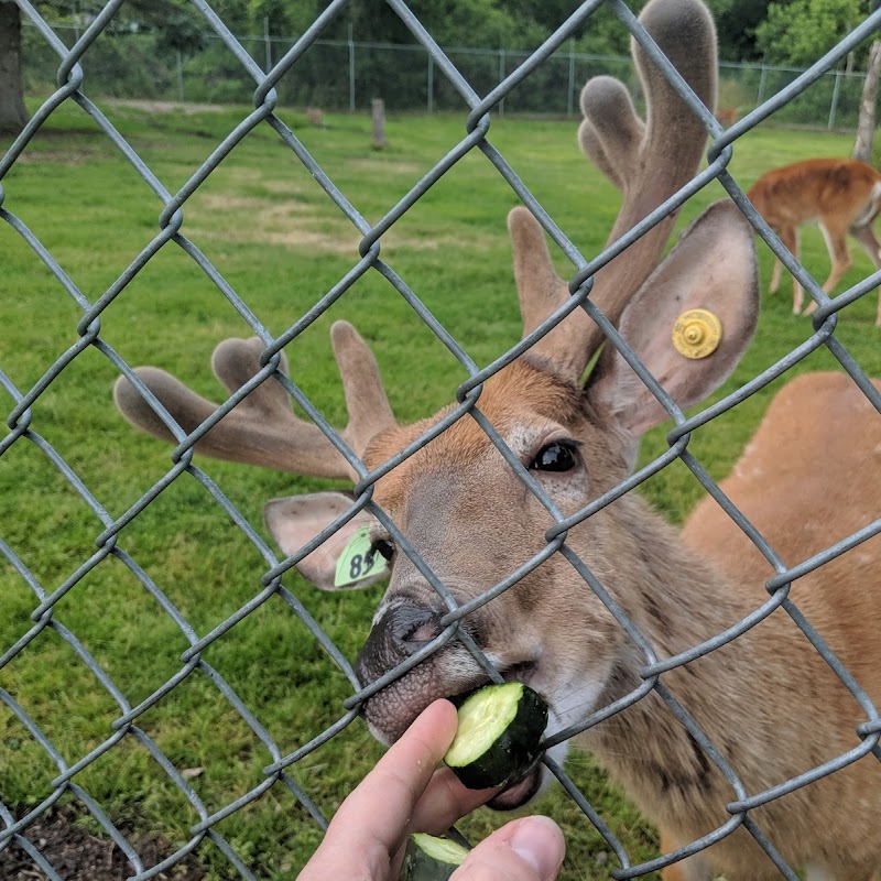 Harbor Springs Deer Park