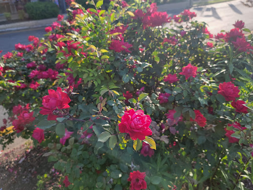 Shopping Mall «West Broad Commons Shopping Ctr», reviews and photos, 9031 W Broad St, Richmond, VA 23294, USA