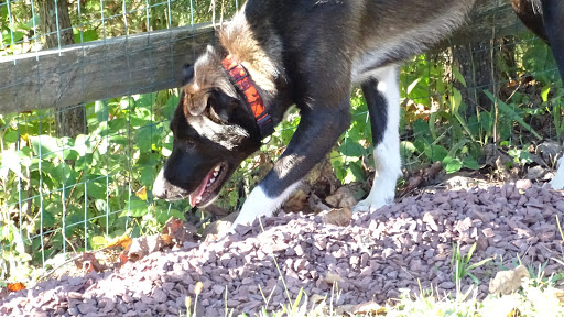 Dog Trainer «Awesome Dawgs Dog Training LLC», reviews and photos, 3052 Pricetown Rd, Temple, PA 19560, USA