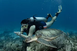 Shutterfish Scuba Diving image