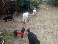 Potty Animals of Atlanta, LLC - Photo 4 - Car repair in Atlanta, GA, Atlanta