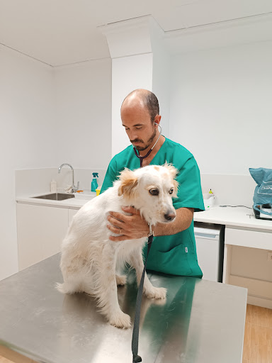Hospitales y veterinarios de urgencia en Oliva de 2024